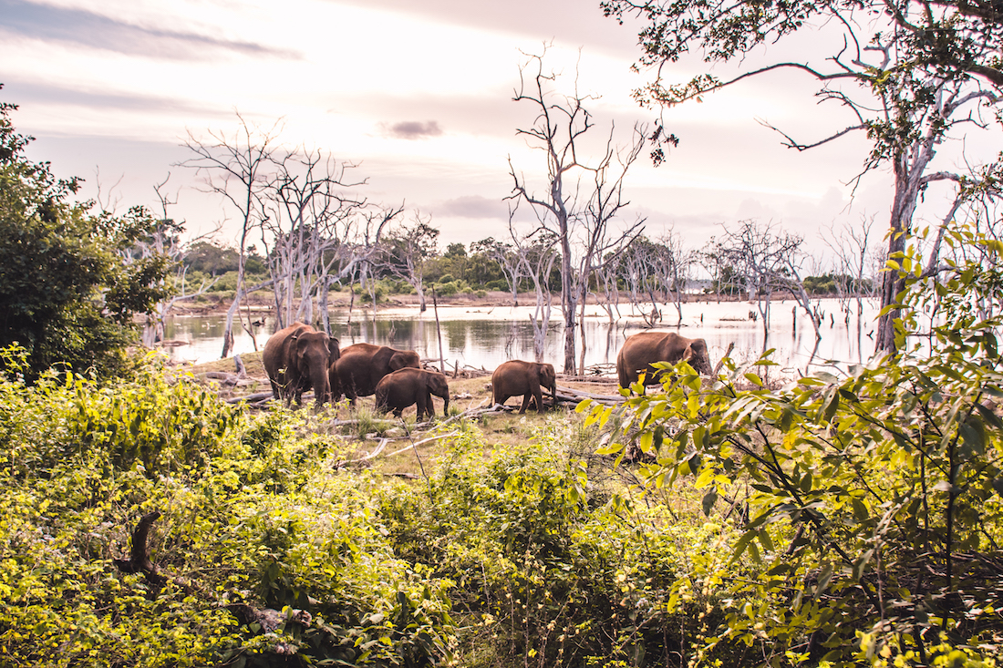 Elephants at Yala National Park